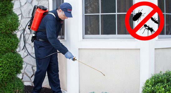 Kulu Kemirgen İlaçlama böcek ilaçlama ve haşere kontrolü — ilaclama-tr.com